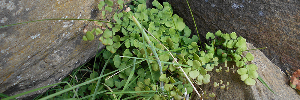 MAIDENHAIR FERN Adiantum chilense